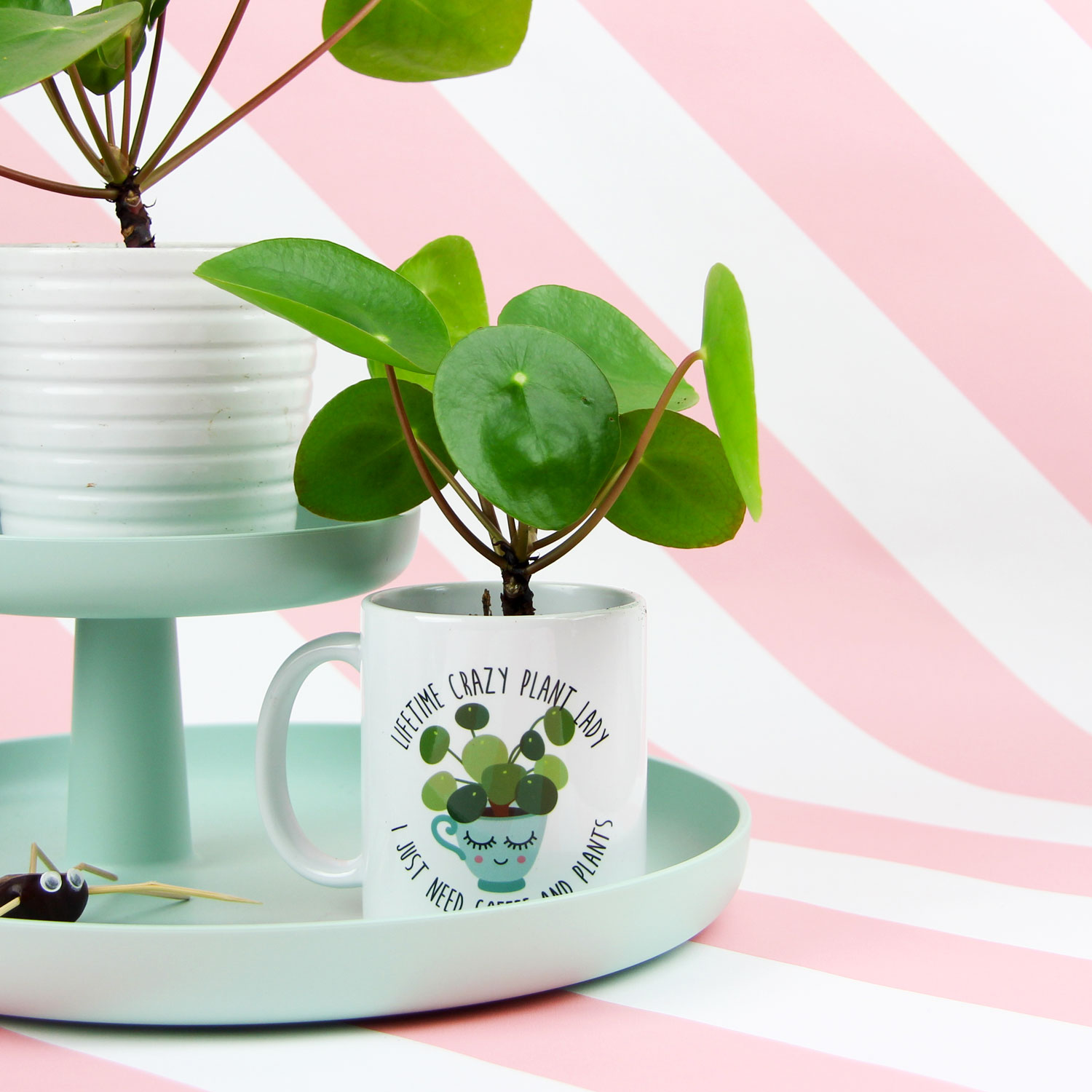 plant mok pannekoekenplant