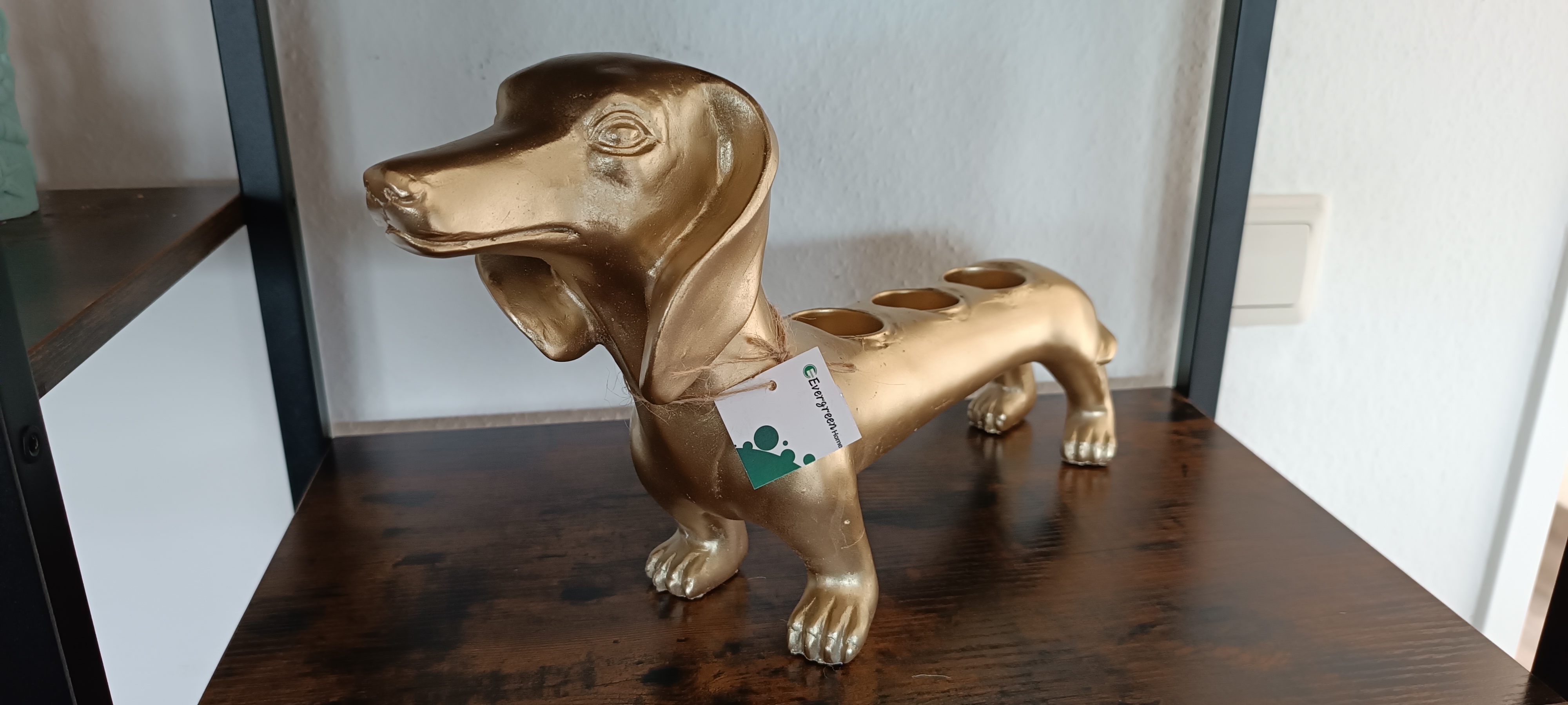 teckel goud